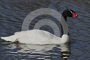 Black Necked Swan at Slimbridge