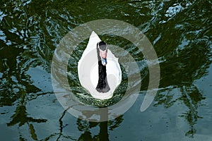 Black-Necked Swan Swimming Above Angle