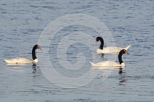 Black necked Swan swimming in a lagoon,