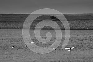 Black necked Swan swimming in a lagoon,