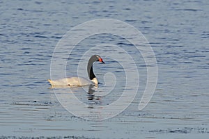 Black necked Swan swimming in a lagoon,