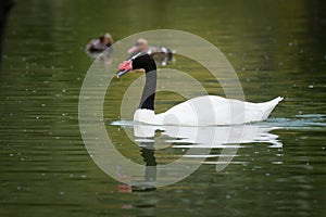 Black necked swan swimming in a lake