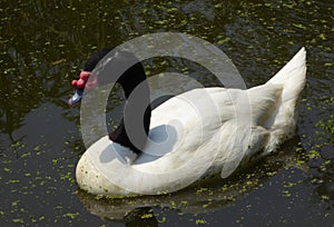 A Black-necked Swan swimming on a lake