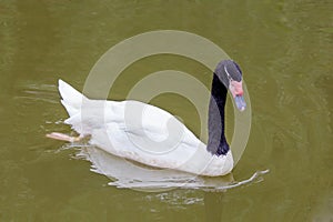 Black-necked swan swimming on lake