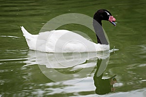 Black necked swan swimming in a lake