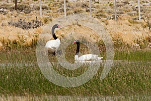 Black-Necked Swans