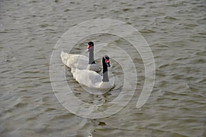 Black necked Swans at Al Qudra Lakes, Dubai photo