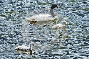 Black-necked Swans Babies Punta Natales Chile