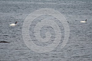 Black-necked swans Cygnus melancoryphus on the sea.