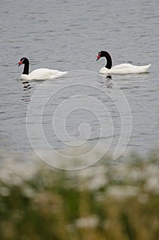 Black-necked swans Cygnus melancoryphus on the sea.