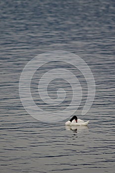 Black-necked swans Cygnus melancoryphus on the sea.