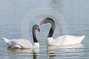 A black necked swans Cygnus melancoryphus swimming at an oasis lagoon Al Qudra Lakes in the desert in the United Arab Emirates