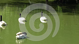 Black-necked swans, Cygnus melancoryphus, swimming in the pond