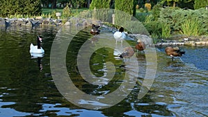 Black necked swans and ruddy shelducks in pond