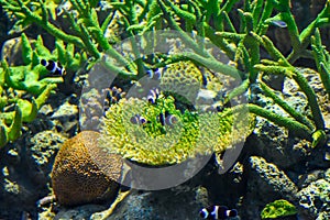 Black nemo fish or black clown fish and green anemone and others on stone underwater background for concept of the world of the