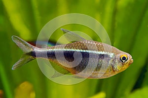 Black Neon Tetra