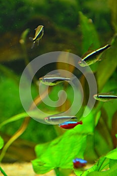 Black neon tetra fish