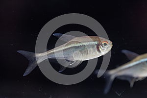 Black neon tetra Hyphessobrycon herbertaxelrodi