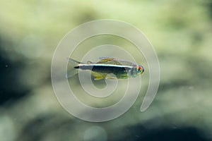 Black neon tetra - Hyphessobrycon herbertaxelrodi