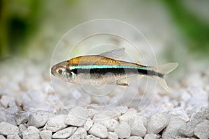 Black Neon Tetra Hyphessobrycon herbertaxelrodi freshwater aquarium fish photo