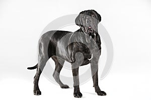 Black neopolitan mastiff in studio