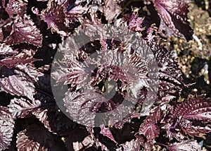 Black nettle, Perilla frutescens, Shiso