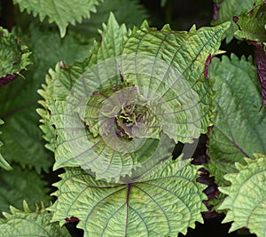 Black nettle, Perilla frutescens, Shiso