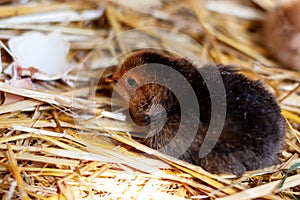 A black newborn chick has just hatched from an egg. Newborn chickens