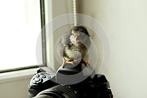 The black newborn chicken is on the camera, which is near the window. He looks at the camera. Photo