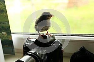 The black newborn chicken is on the camera, which is near the window. He looks out into the distance. Photo