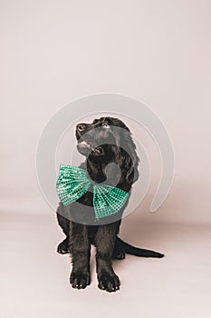 Black newfoundland puppy with green bow tie against a grey seamless background