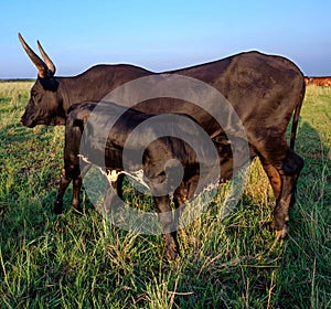 Black Nguni Cow with Calf drinking from her teats