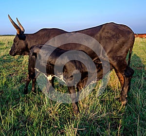 Black Nguni Cow with Calf drinking from her teats photo