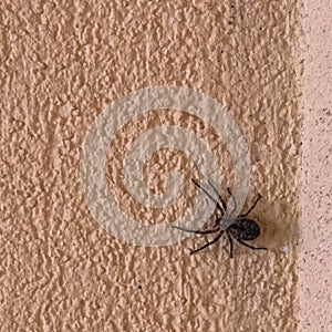 Black nicodemus spider on a rough wall photo