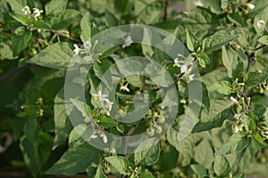 Black nightshade