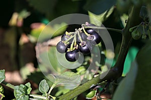 Black nightshade berries ripen on the bush