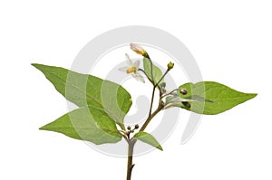 Black nightshade flower and foliage