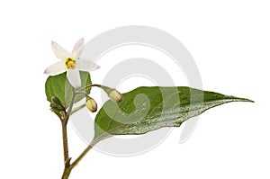 Black nightshade flower and leaf