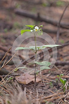 Black nightshade fragile white-yellow flower on short stalk