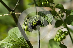 Black nightshade fruit close up. Solanum nigrum, blackberry nightshade