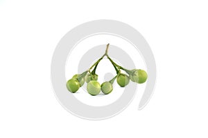 Black nightshade or little green eggplant isolated on white background