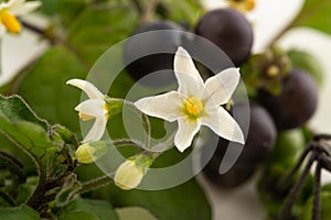 Black nightshade  Solanum nigrum