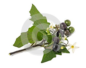 Black nightshade  Solanum nigrum