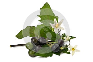 Black nightshade (Solanum nigrum