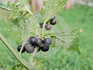 Black nightshade (Solanum nigrum)