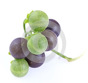 Black nightshade Solanum nigrum