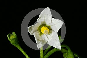 Black Nightshade (Solanum nigrum). Flower Closeup