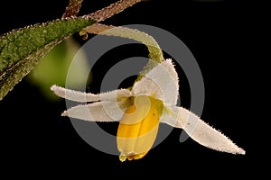 Black Nightshade (Solanum nigrum). Flower Closeup