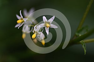 Black nightshade Solanum nigrum flowers