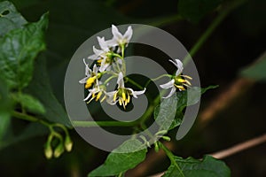 Black nightshade Solanum nigrum flowers